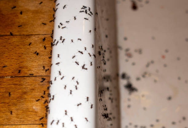 Best Termite Control Services  in Huntington, WV